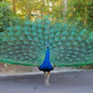 Meet your Posher, Cynthia